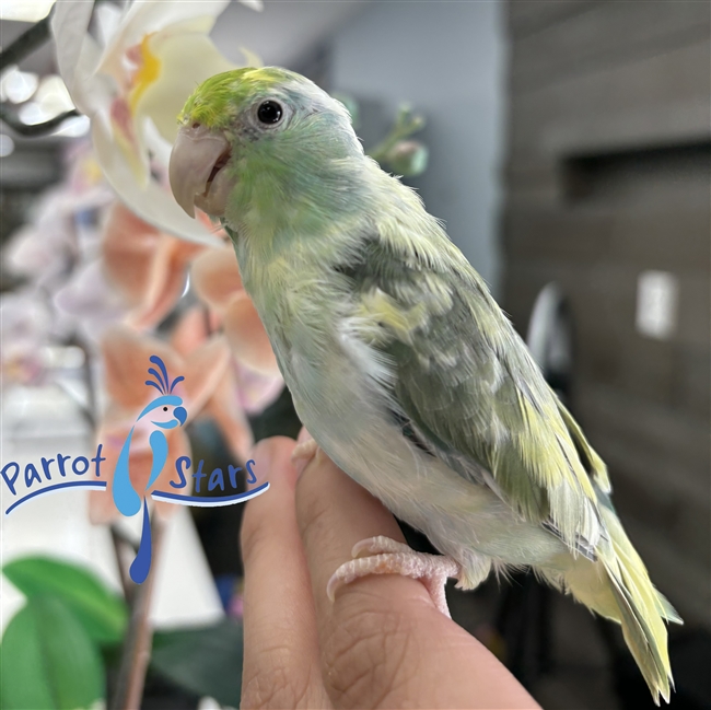 Parrotlet - Turquoise Pied - Female