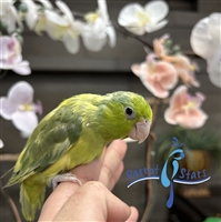 Parrotlet - Green Pied - Female