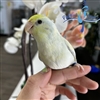 Parrotlet -  Dilute Turquoise - Female