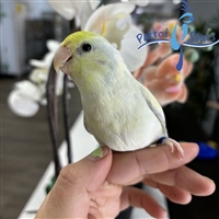 Parrotlet -  Dilute Turquoise - Female