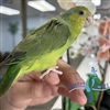 Parrotlet -  Green - Female