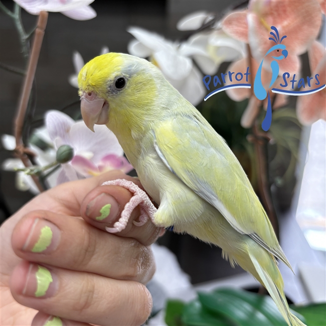 Parrotlet -  Dilute Turquoise - Male