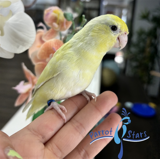 Parrotlet -  Dilute Turquoise - Female