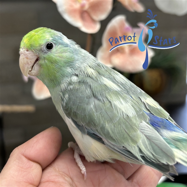 Parrotlet -  Turquoise Pied - Female