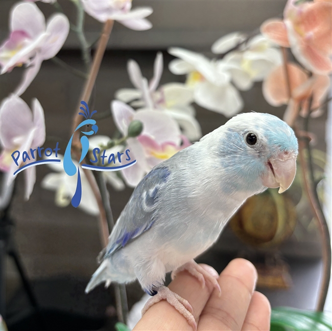 Parrotlet - Blue Pied - Male