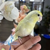 Parrotlet - Dilute Turquoise - Female