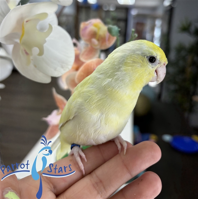 Parrotlet - Dilute Turquoise - Female