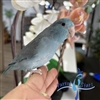 Parrotlet - Blue - Female