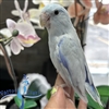 Parrotlet - Blue Dilute - Male