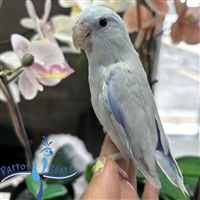 Parrotlet - Blue Dilute - Male