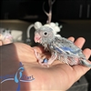 Parrotlet - Blue Pied - Male