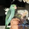 Parrotlet - Turquoise - Female