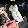 Parrotlet - Turquoise Pied - Female