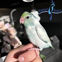 Parrotlet - Turquoise Pied - Female