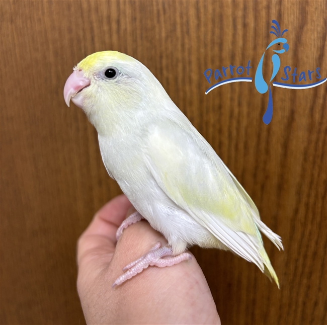 Parrotlet - Turquoise Dilute - Female