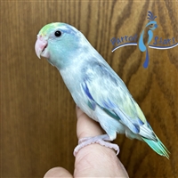 Parrotlet - Turquoise Pied - Male