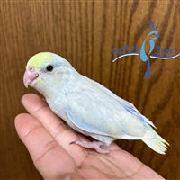 Parrotlet - Turquoise Dilute - Male