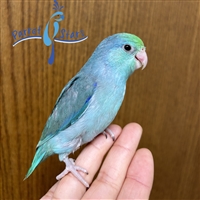 Parrotlet - Turquoise - Male