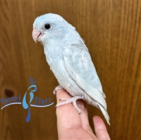 Parrotlet - American White - Female