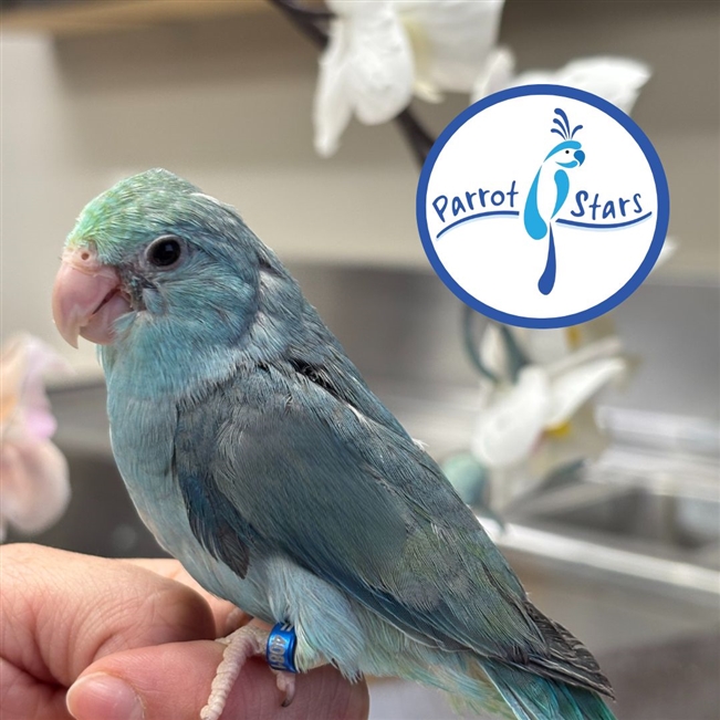 Parrotlet - Turquoise - Female