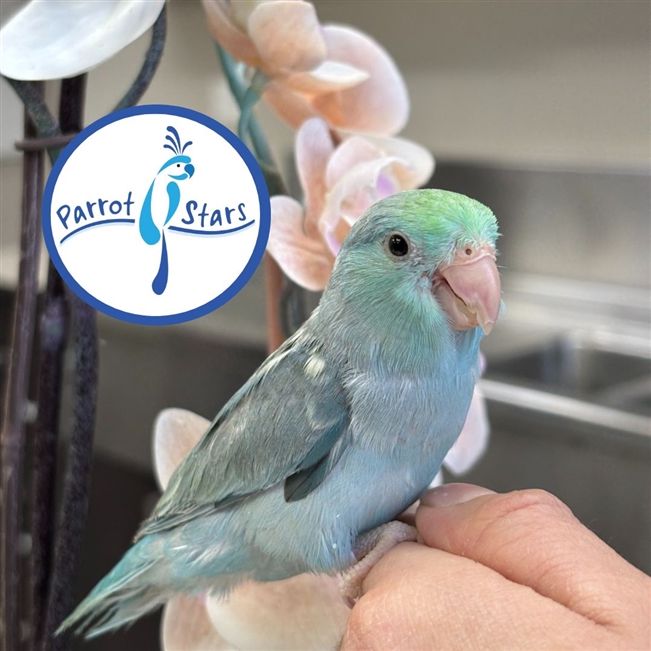 Parrotlet - Turquoise Pied - Female