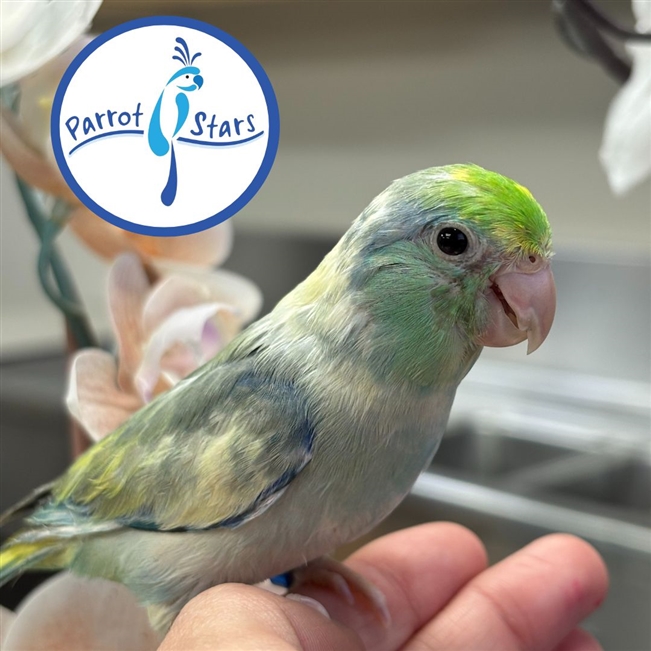 Parrotlet - Turquoise Pied - Male