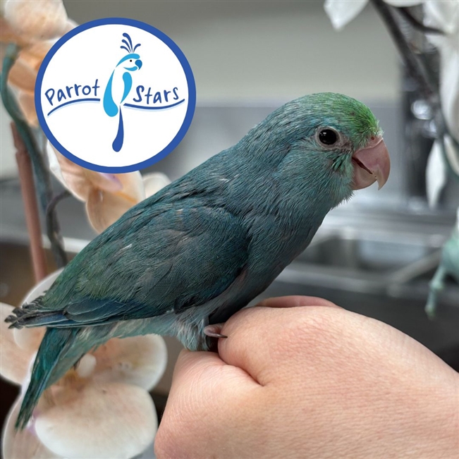 Parrotlet - Turquoise - Female