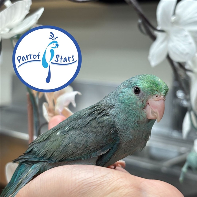 Parrotlet - Turquoise - Female
