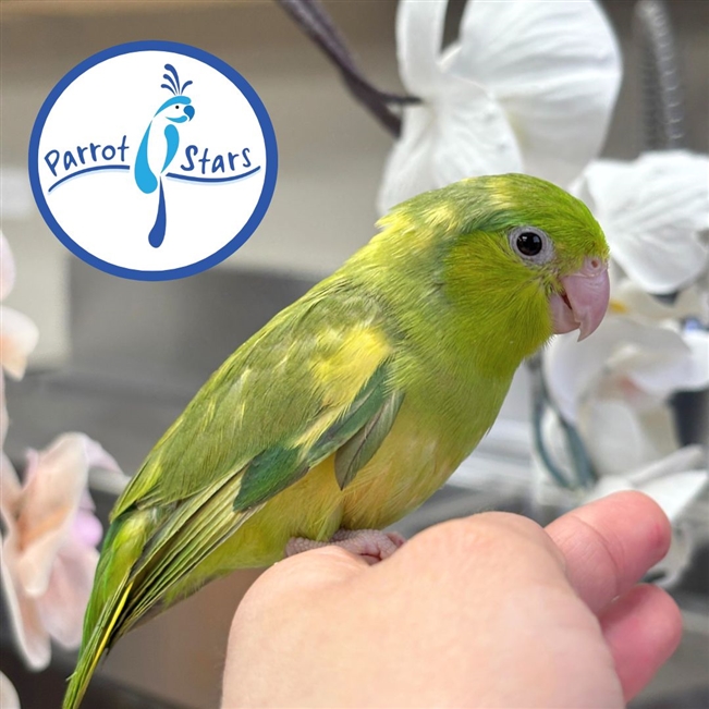 Parrotlet - Green Pied - Female