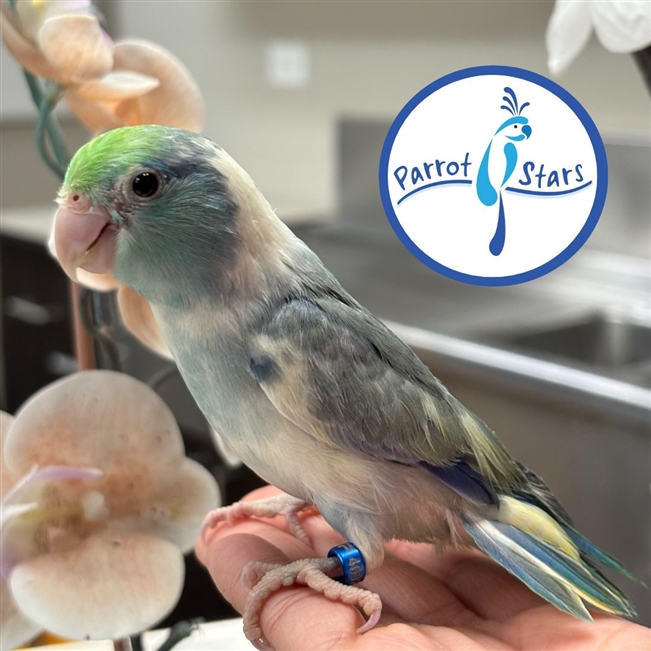 Parrotlet - Turquoise Pied - Male