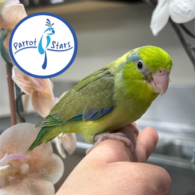 Parrotlet - Green Pied - Male