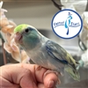 Parrotlet - Turquoise Pied - Male