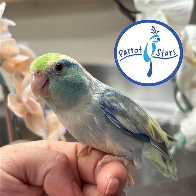 Parrotlet - Turquoise Pied - Male