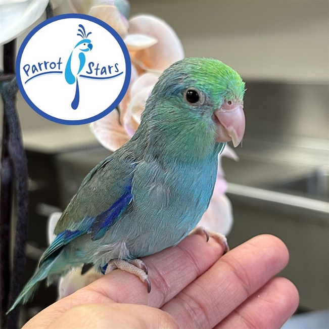 Parrotlet - Turquoise - Male