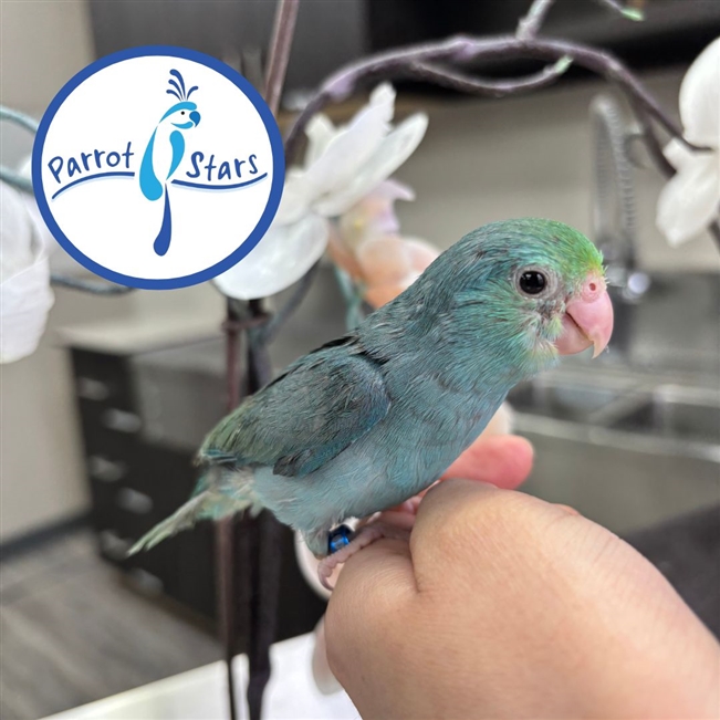 Parrotlet - Turquoise - Female