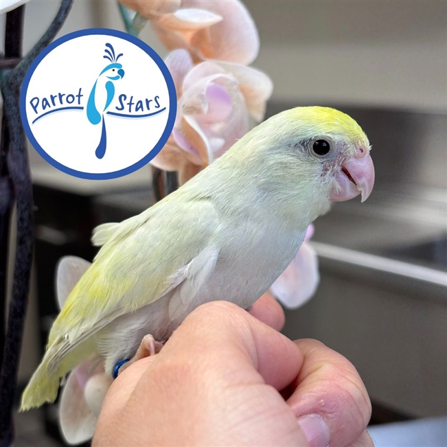 Parrotlet - Dilute - Female