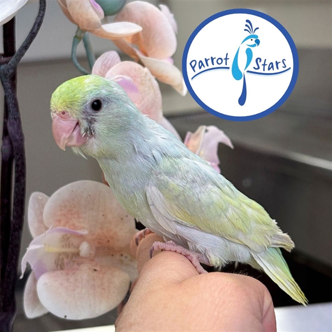 Parrotlet - Dilute - Female