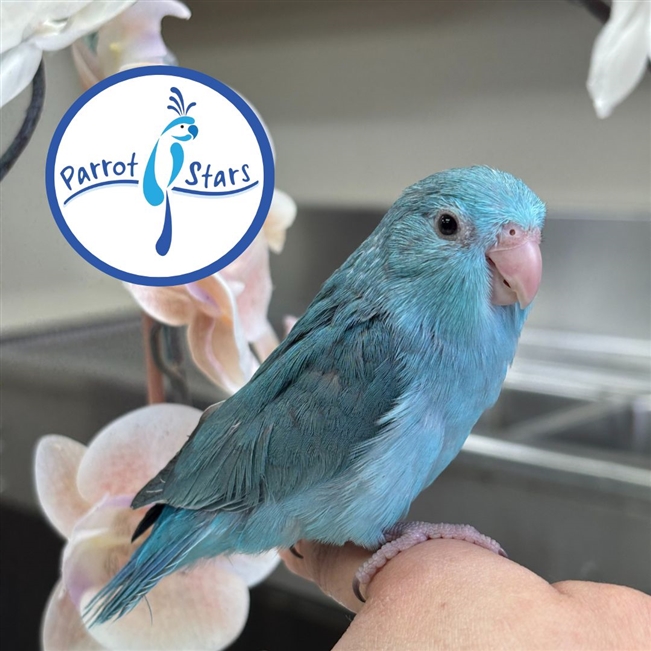 Parrotlet - Blue - Female