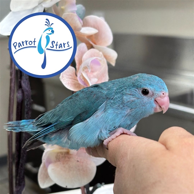 Parrotlet - Blue - Female