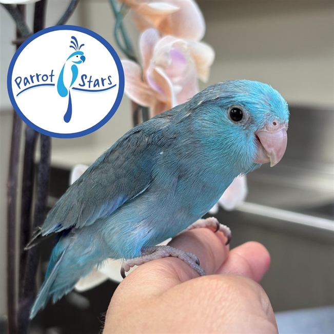 Parrotlet - Blue - Male