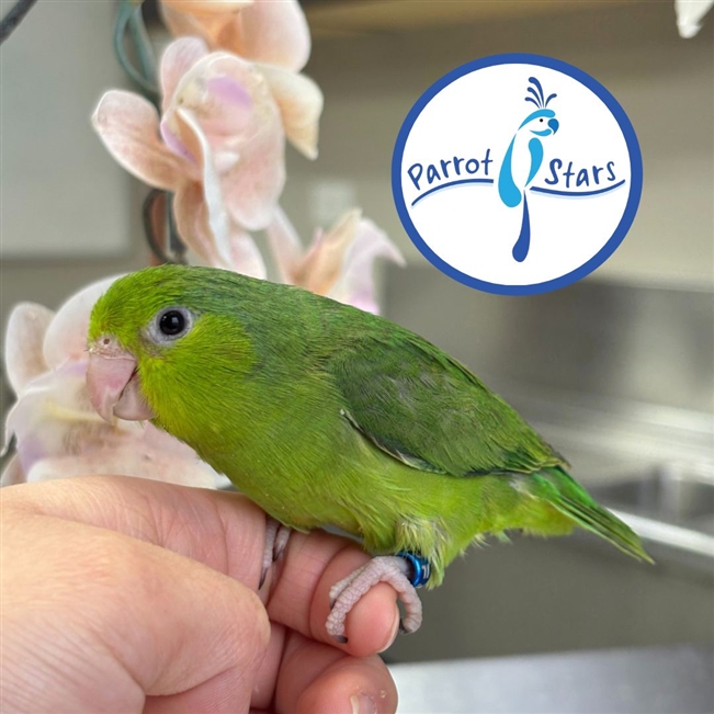 Parrotlet - Green - Female