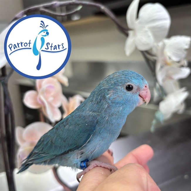 Parrotlet - Blue - Female