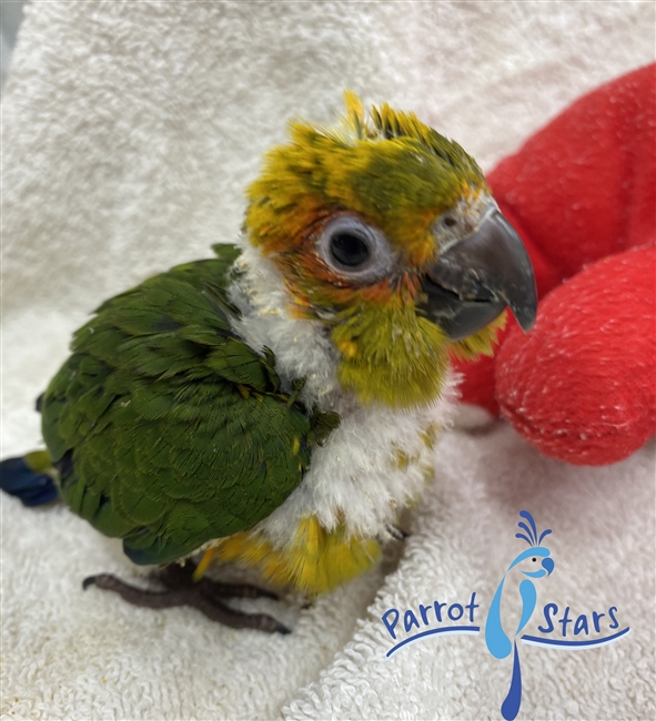 Sun Conure - Female