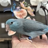 Parrotlet - Blue - Female