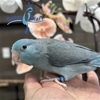 Parrotlet - Blue - Female
