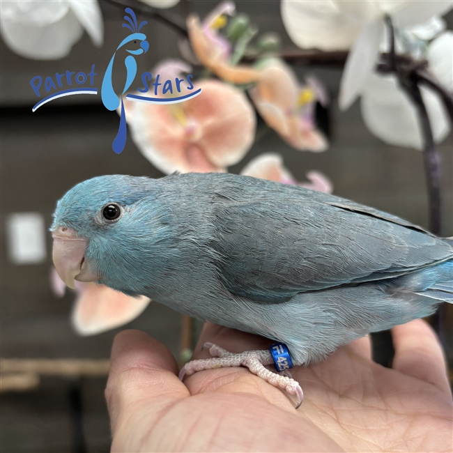 Parrotlet - Blue - Female