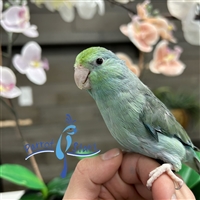 Parrotlet - Turquoise - Female