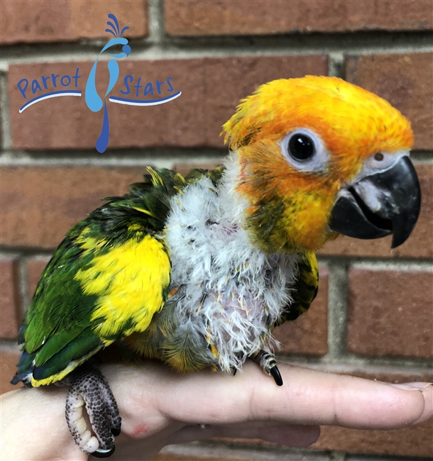 Sun Conure - Male