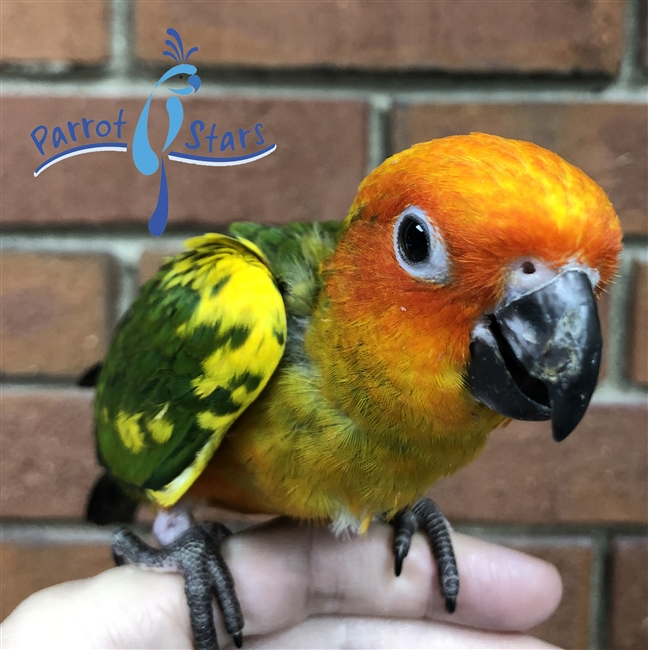 Sun Conure - Female