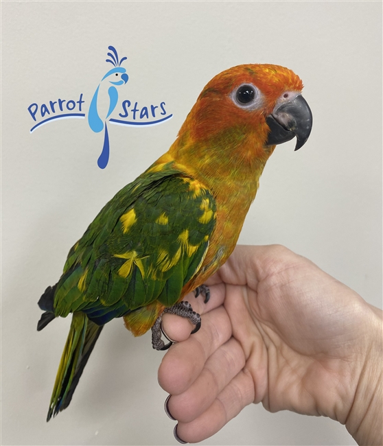 Sun Conure - Female